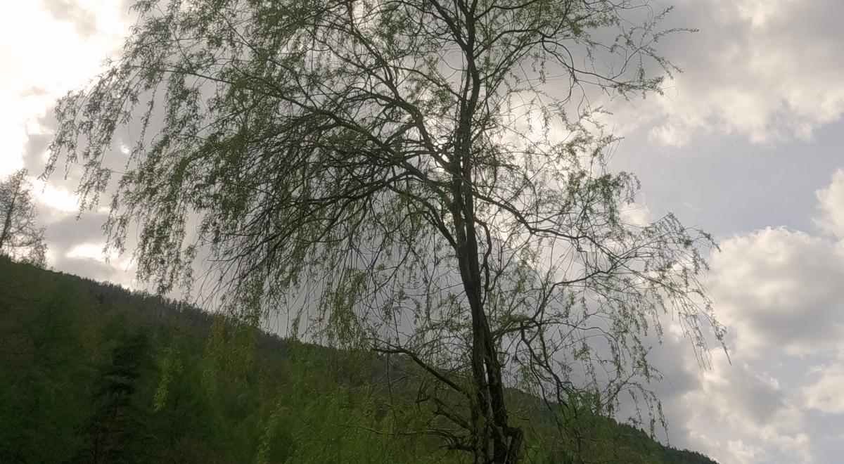 Les arbres remarquables du Lauzet