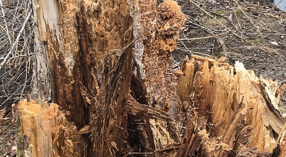 COMMUNE DU LAUZET-UBAYE ARBRE LAC 2026