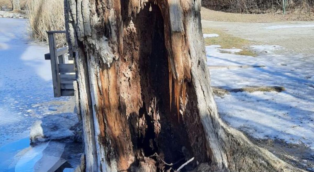 COMMUNE DU LAUZET-UBAYE ARBRE PEUPLIER LAC 2026