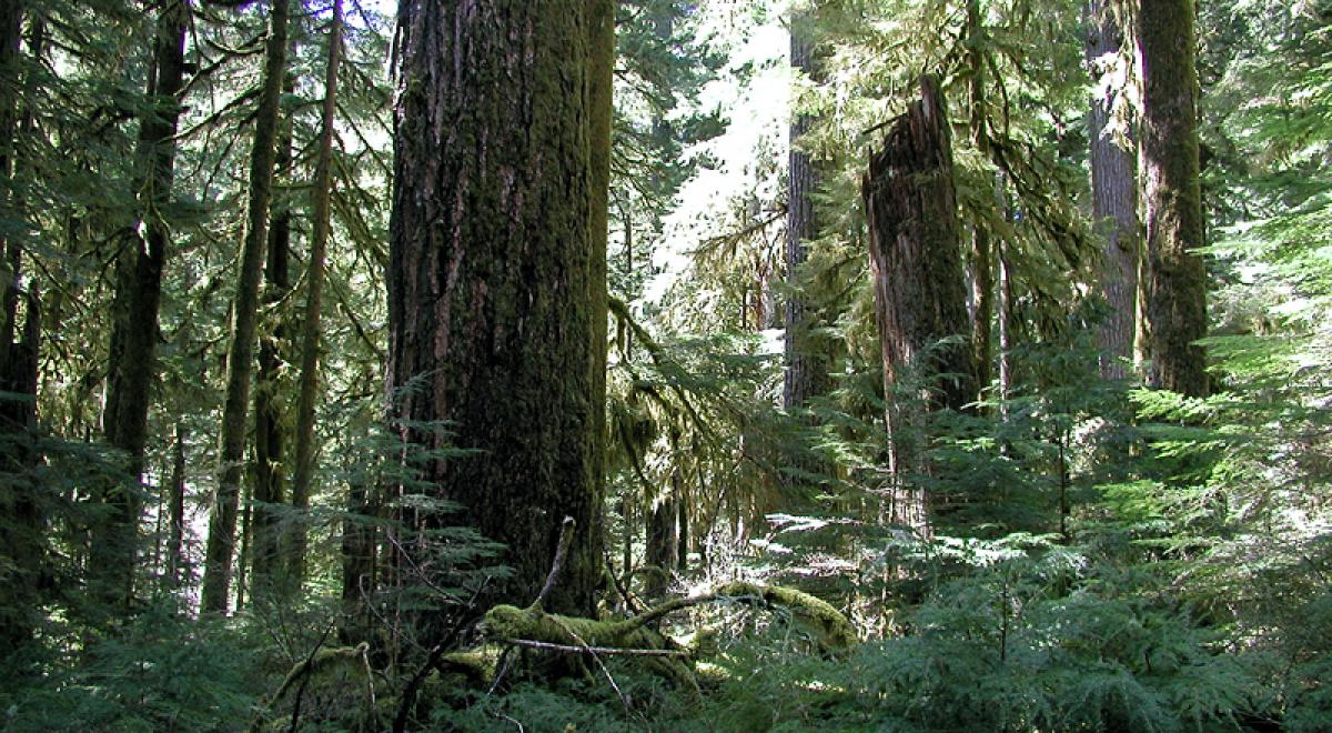 ilot de sénescence contrat natura 2000 Lauzet