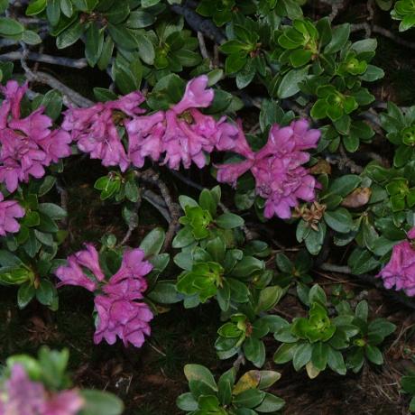 le lauzet ubaye le col bas rhododendron