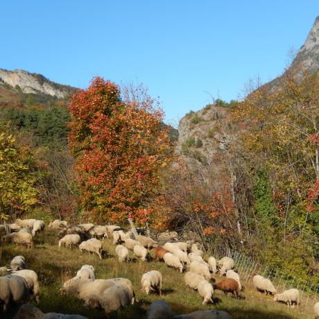 Le Lauzet Ubaye et ses brebis