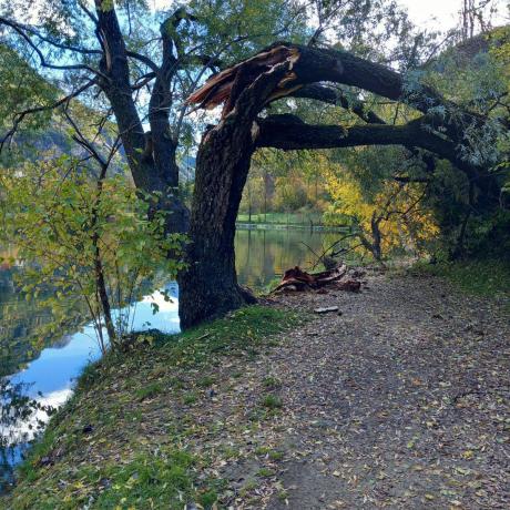 ARBRE LAUZET