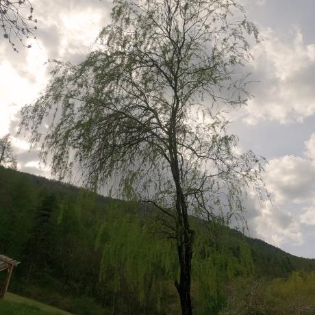Les arbres remarquables du Lauzet