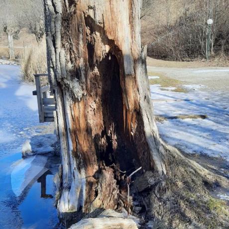 COMMUNE DU LAUZET-UBAYE ARBRE PEUPLIER LAC 2026