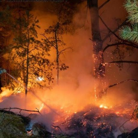 feu de forêt feu de forêt
