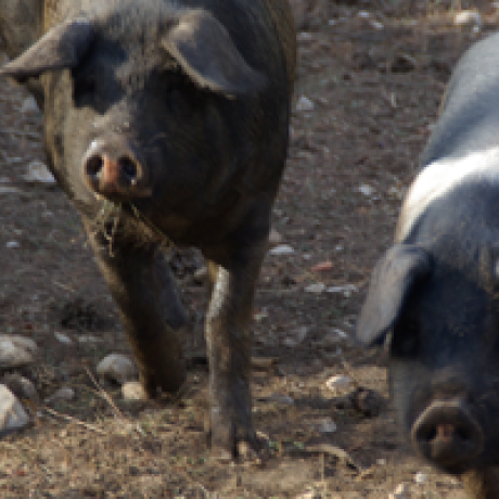 PESTE PORCINE PESTE PORCINE