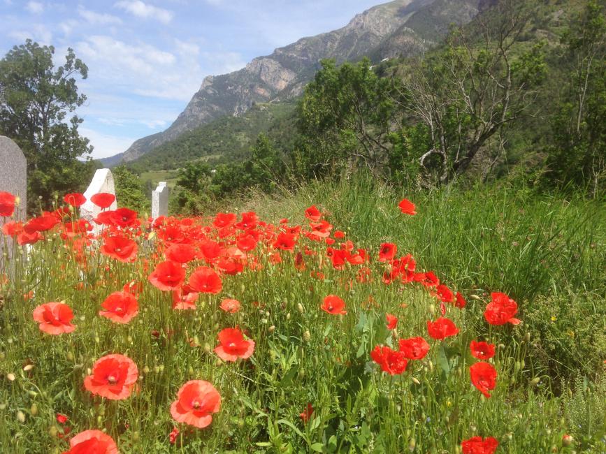 coquelicots cimetière lauzet